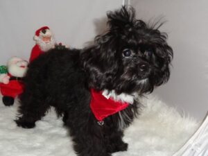 Find a Shihpoo Puppy for Sale with the Right Breeder