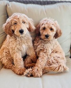 Find your Goldendoodle puppy for sale in Arizona