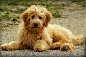 Goldendoodle Puppies in Minnesota (MN)