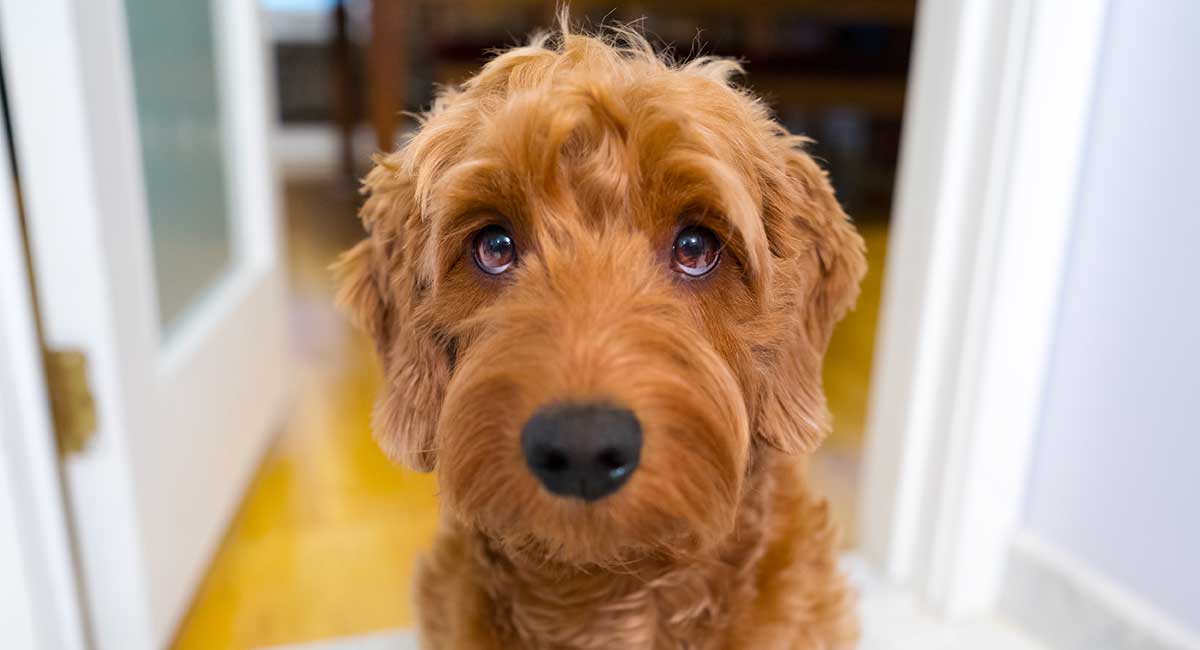 What is the Mini Goldendoodle Personality Like?