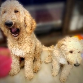 What type of Goldendoodle is curly?