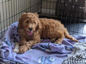 How To Prevent Goldendoodle Matting