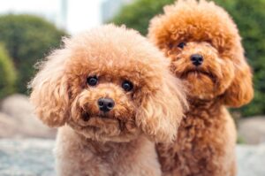 Best Miniature Poodle Rescues in the United States