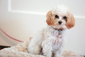 Which Maltipoo Size? Teacup, Toy, or Mini