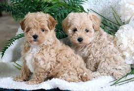Maltipom Puppies for Sale