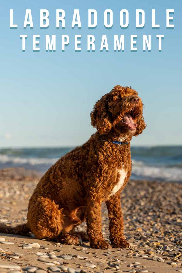 Labradoodle Temperament – Are They More Poodle, Lab, Or Magic Mix?