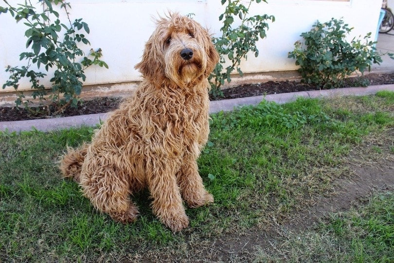Are Labradoodles Hypoallergenic? (Labradoodle Allergy Guide)