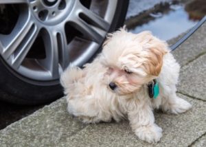 Maltipoo Puppies For Sale | Charlotte, NC