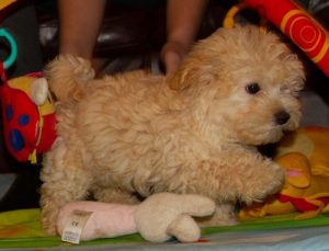 Find your Maltipoo puppy for sale in North Carolina