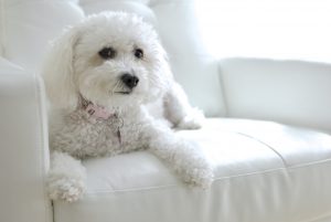 Maltipoo Town and Country Cut