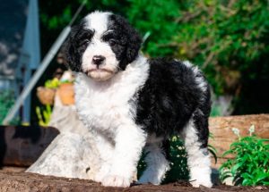 Bordoodle Puppies For Sale Near Me