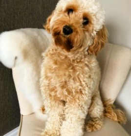 List Of Top Ethical Cockapoo Breeders