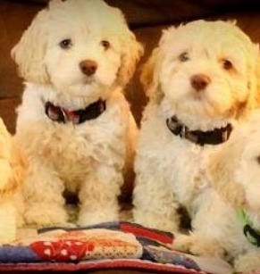 Best Cockapoo Breeders in the USA