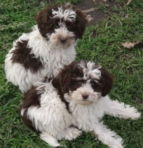 Best Schnoodle Breeders in the United States