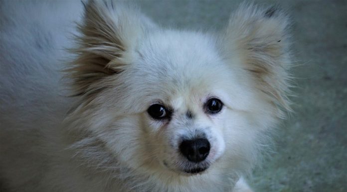 When is a Maltipom Dog Full Grown?