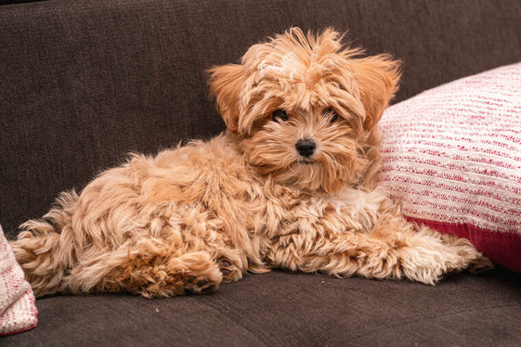 Brown Maltipoo: Pictures, Facts & History