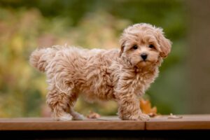 White Maltipoo | Detailed Information and Photos