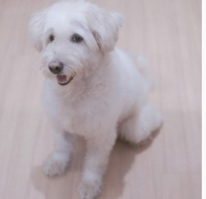 White Labradoodle – What Makes This Color So Special?