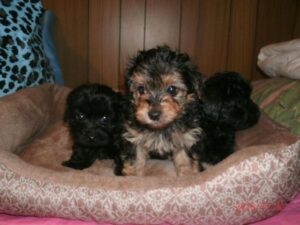 Find Yorkie Poo Puppies for Sale in Brighton, Michigan