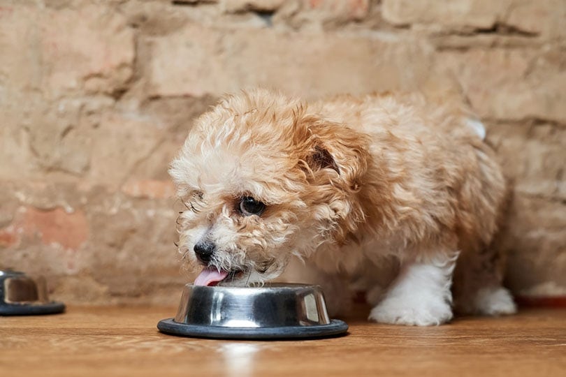 What Is a Maltipoo's Lifespan on Average?