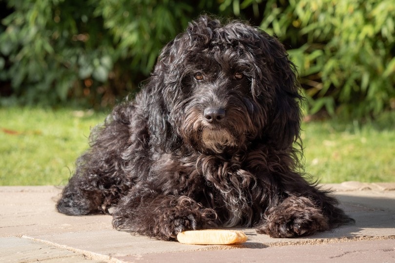 Black Cockapoo Pictures, Images and Stock Photos