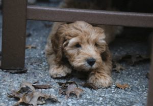 List Of Top Ethical Goldendoodle Breeders In Michigan