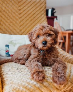 What is an F1B mini goldendoodle?