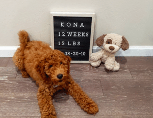 How big is a full grown Goldendoodle?