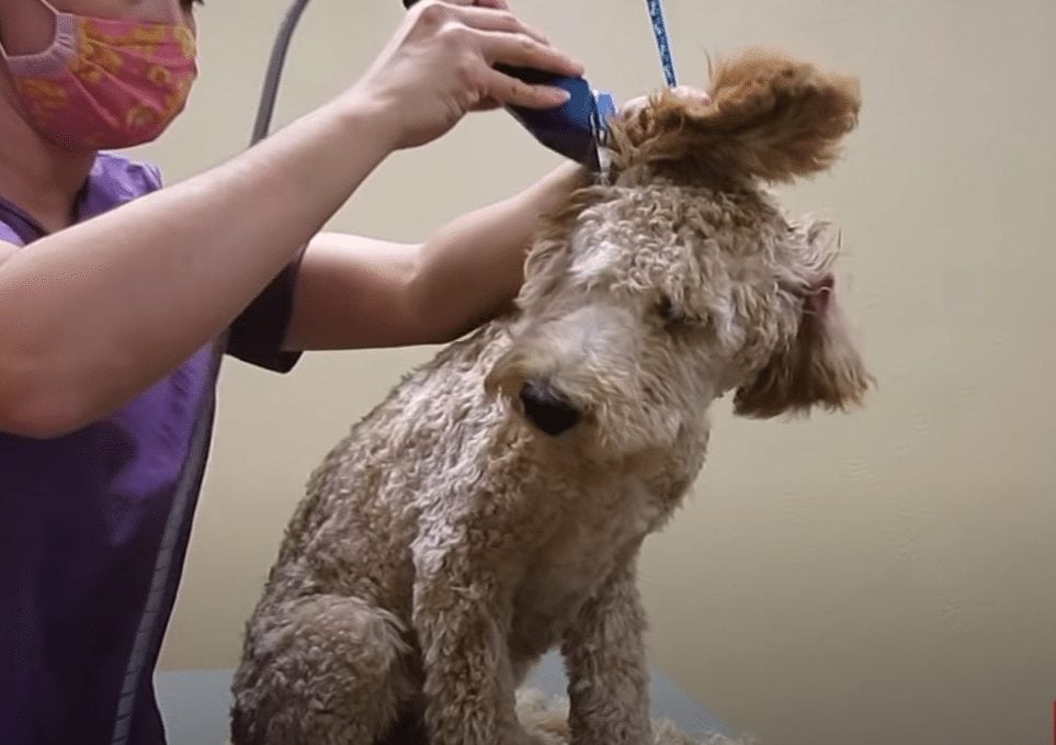 Goldendoodle Ear Grooming