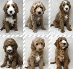 List Of Top Ethical Goldendoodle Breeders In Ohio