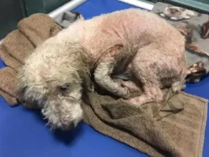 Toy Poodle Rescue