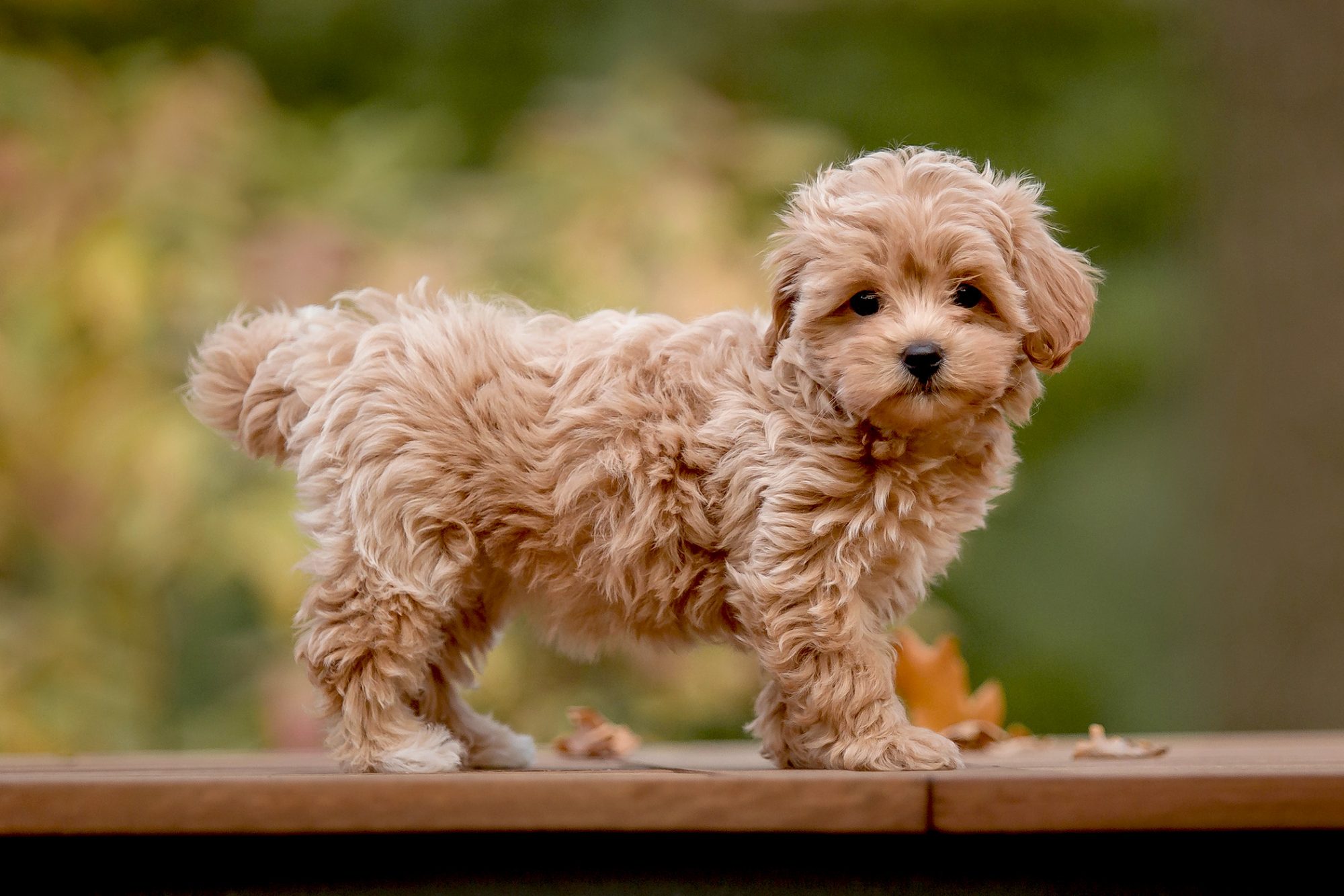 When Is A Maltipoo Full Grown?
