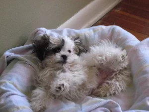 Shih Tzu and Maltipoo Mix Information, Facts, and Images