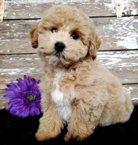 How much should I pay for a Poochon?