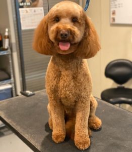 Can You Shave A Labradoodle?