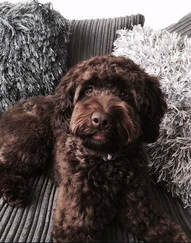 How much is a chocolate Cockapoo?