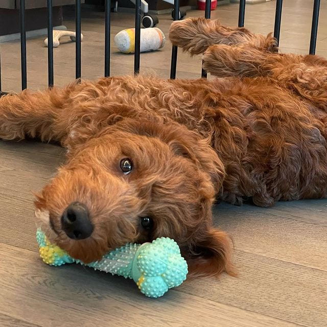 Find your Goldendoodle puppy for sale in Ohio
