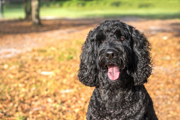 Labradoodle Dog Colors: A Complete List of All Coat Colors