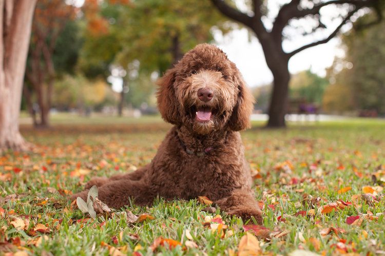 Complete Guide to Labradoodle Colors