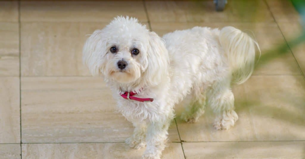 Differences between a Cavapoo and Havapoo