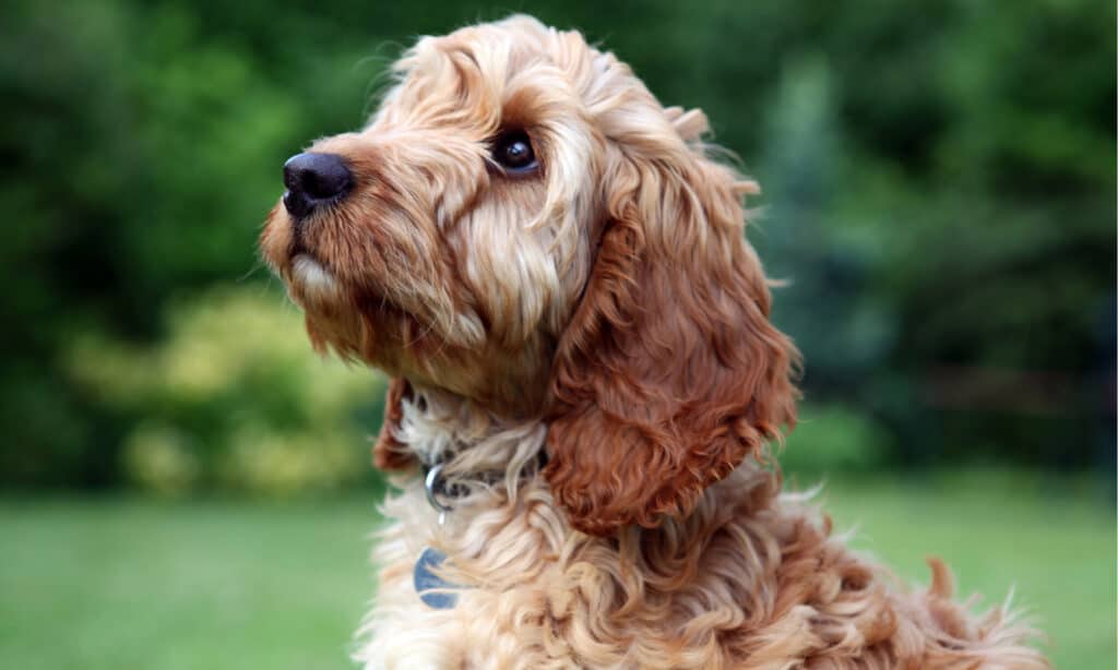 Cockapoo Vs Goldendoodle - Which Is A Better Dog Breed?