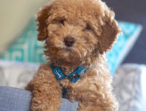 Find your Goldendoodle puppy for sale in Michigan.