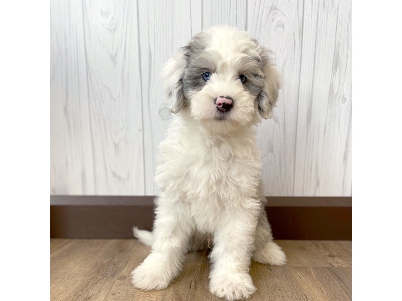 What is a blue merle Sheepadoodle?