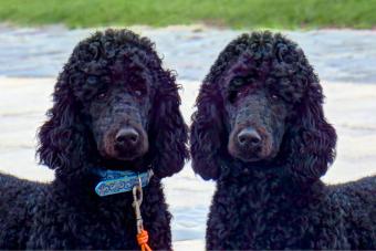 free standard poodle to good home