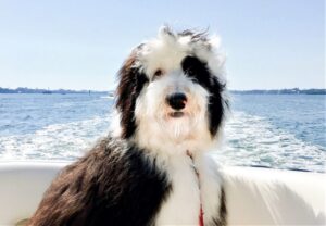 What is a Reverse F1B Sheepadoodle?