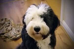How much is a reverse Sheepadoodle?