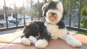 What color Sheepadoodle is the most expensive?