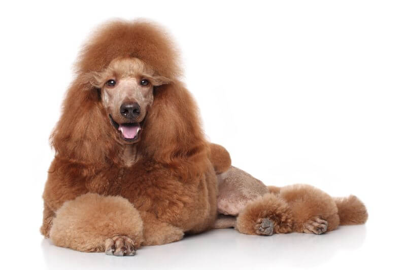 How Much do Standard Poodles Cost?