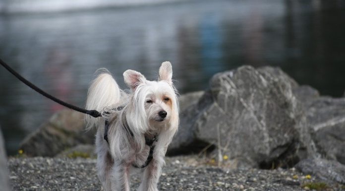 When is a Chinese Crested Full Grown?