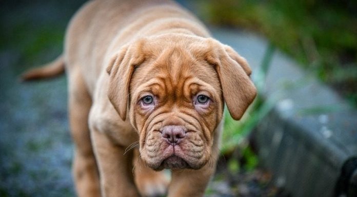 When is a Dogue de Bordeaux Full Grown?